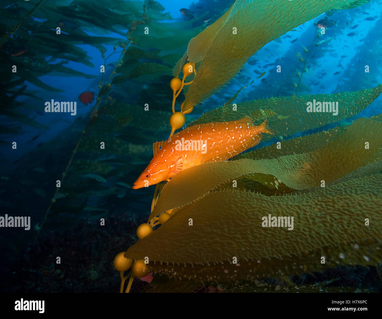 Giant Kelpfish (Heterostichus rostratus) in kelp forest, San Clemente