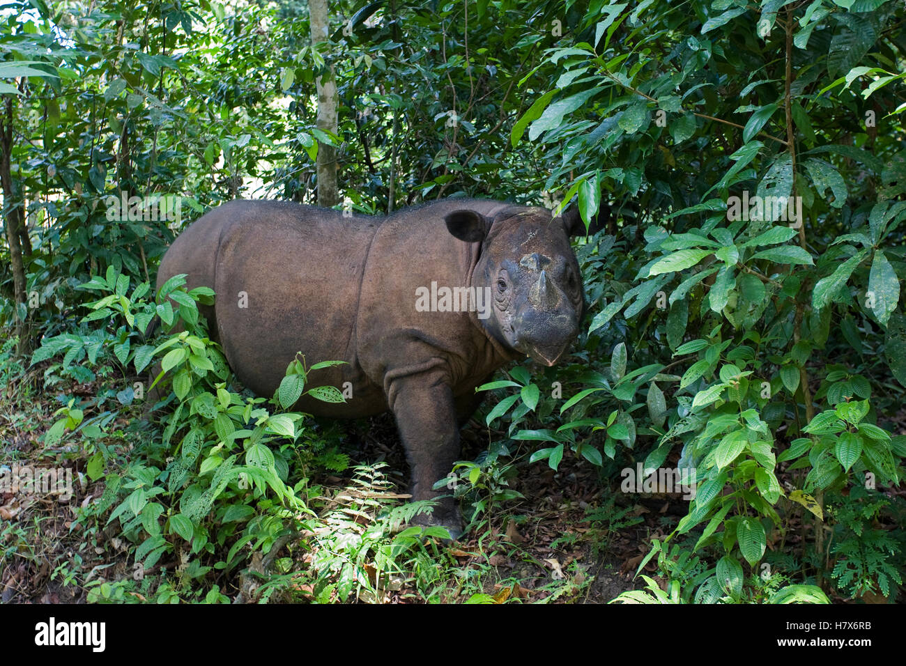 Kertam Sumatran Rhinoceros (Dicerorhinus sumatrensis), Sumatran Rhino ...