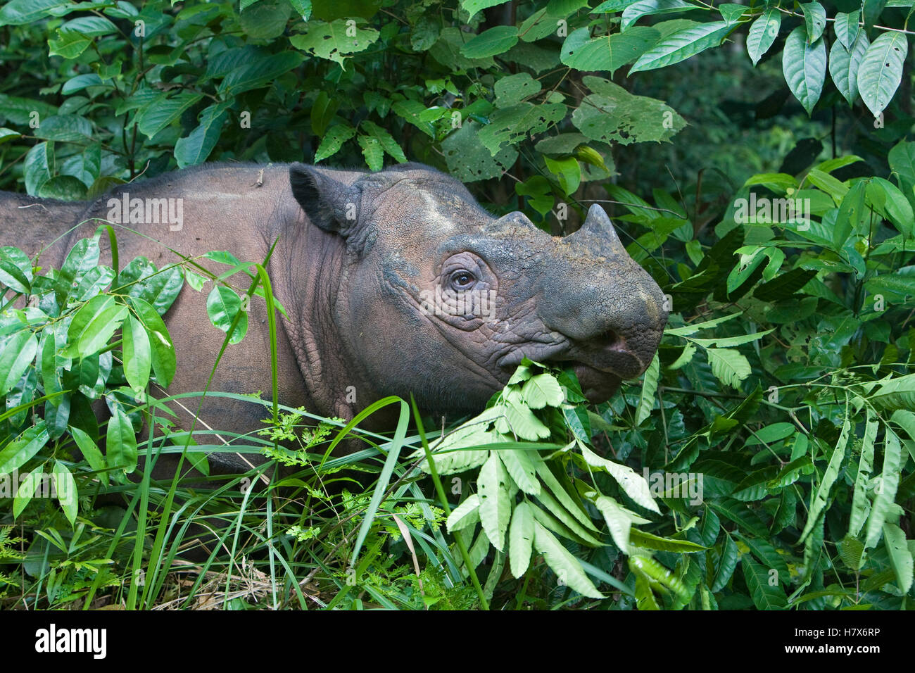 Sumatran Rhinoceros (Dicerorhinus sumatrensis) eating vegetation