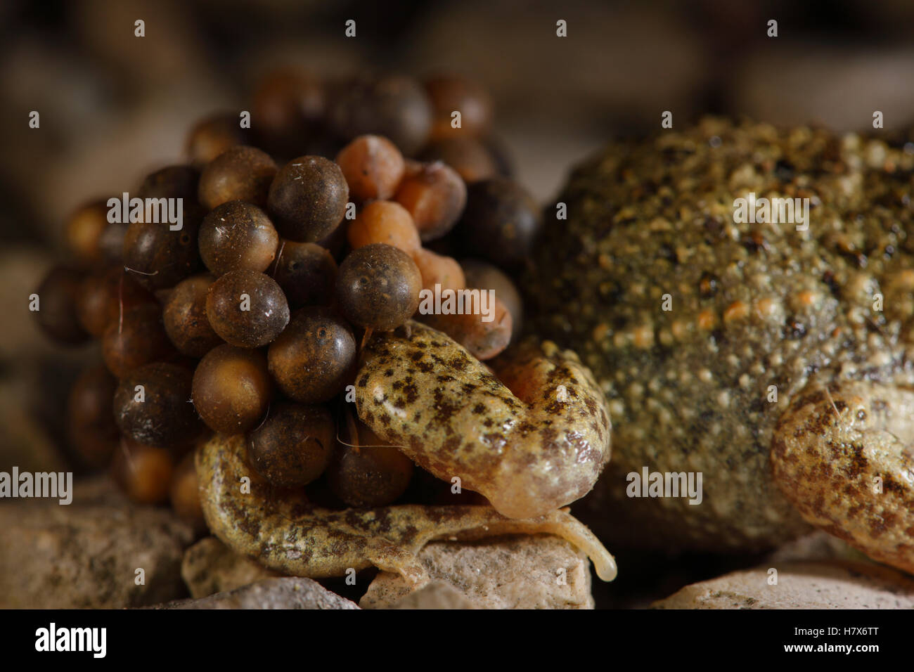 Midwife Toad (Alytes obstetricans) male carries eggs wrapped around his ...