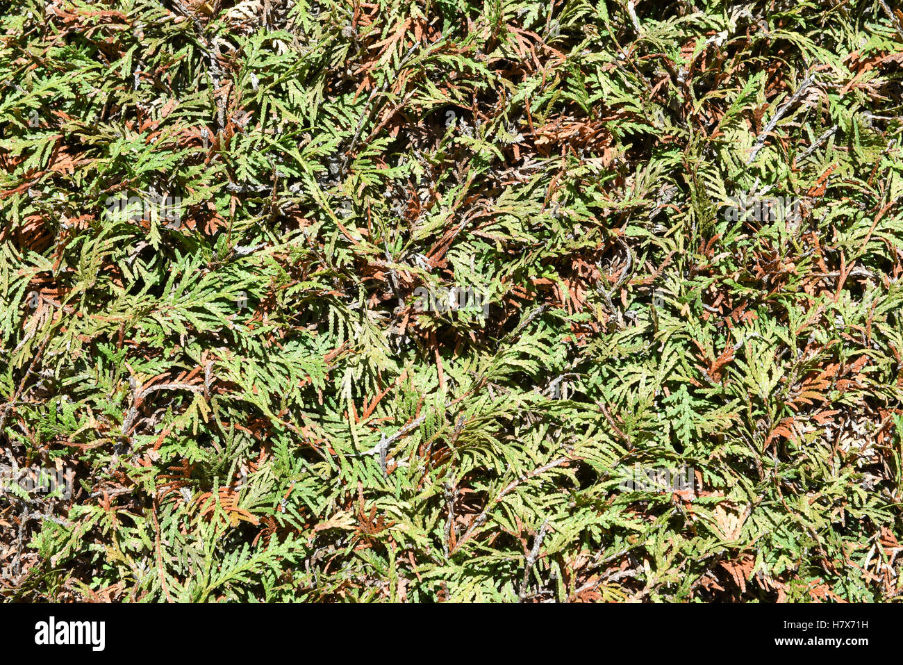 Bush Texture High Resolution Stock Photography and Images - Alamy