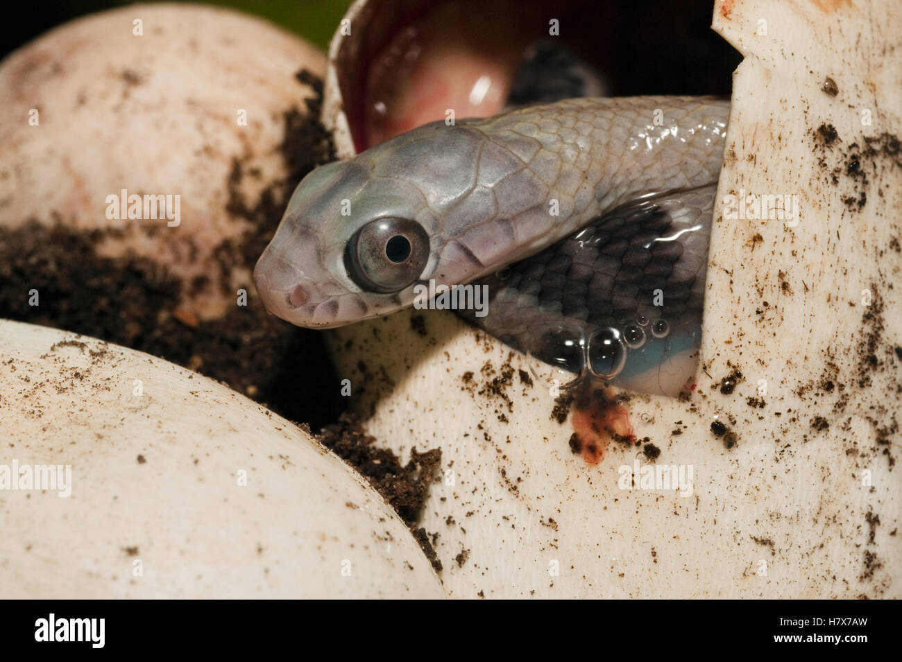 False Cobra (Pseustes sulphureus) hatching from egg in vivarium, Quito, Ecuador Stock Photo Alamy