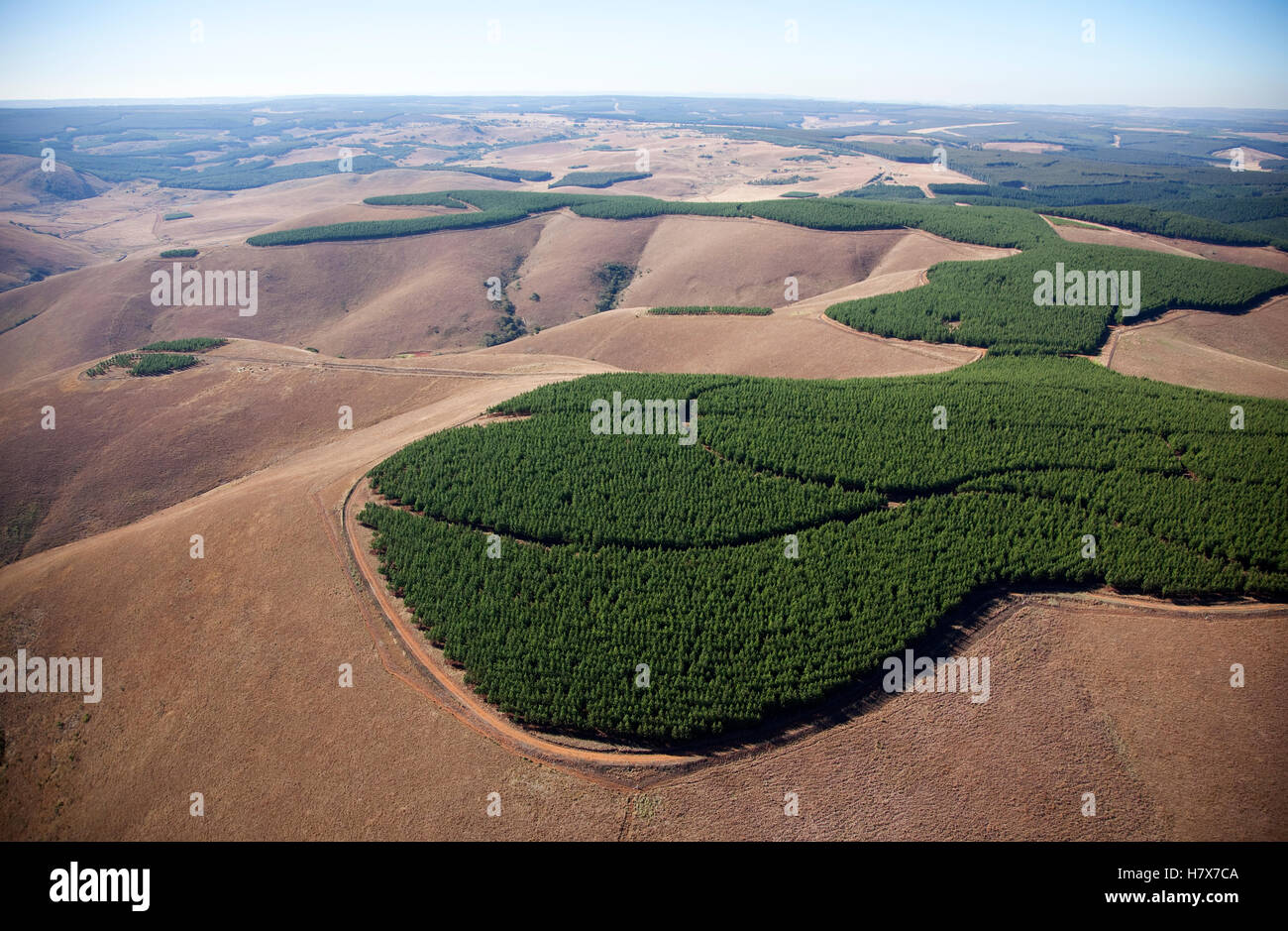 Acacia (Acacia sp) plantations, Mpumalanga, South Africa Stock Photo ...