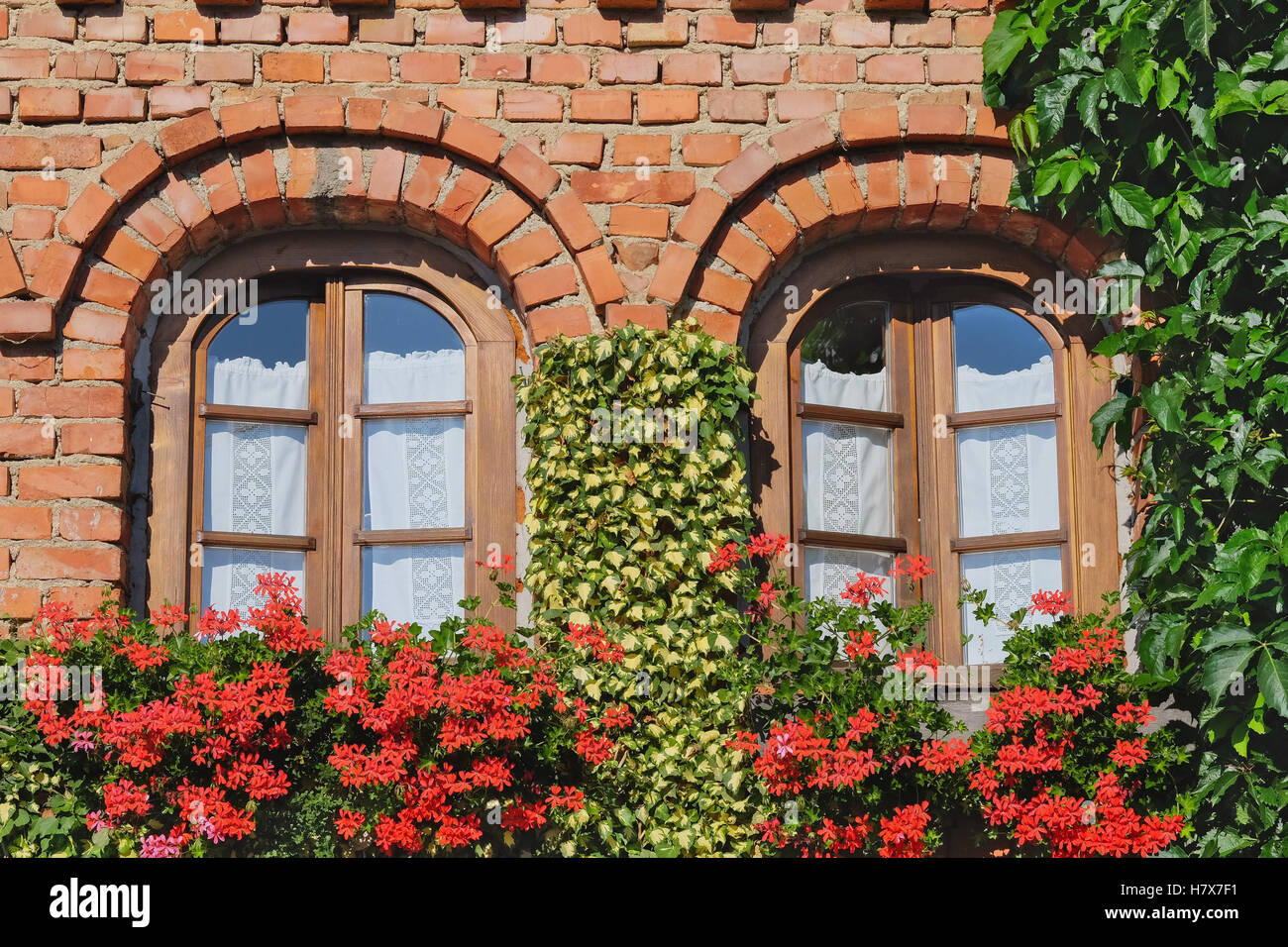 Ivy geraniums hires stock photography and images Alamy
