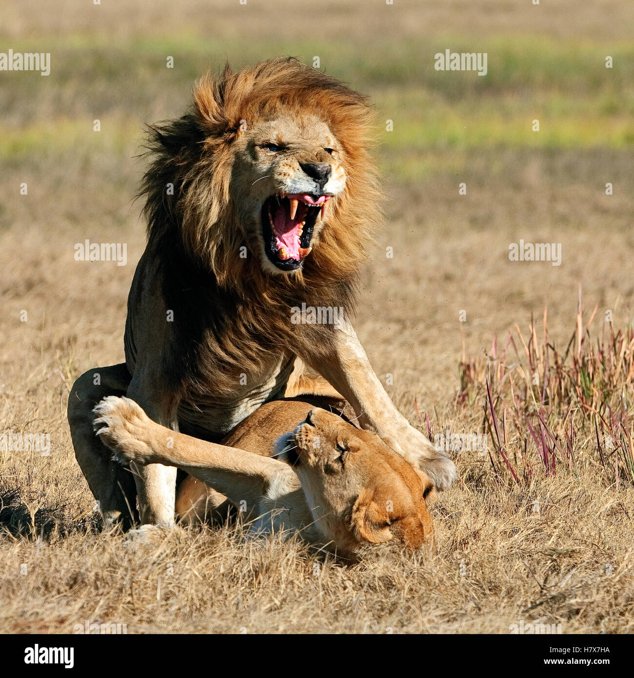 African Lion (Panthera leo) pair mating, Botswana Stock Photo - Alamy