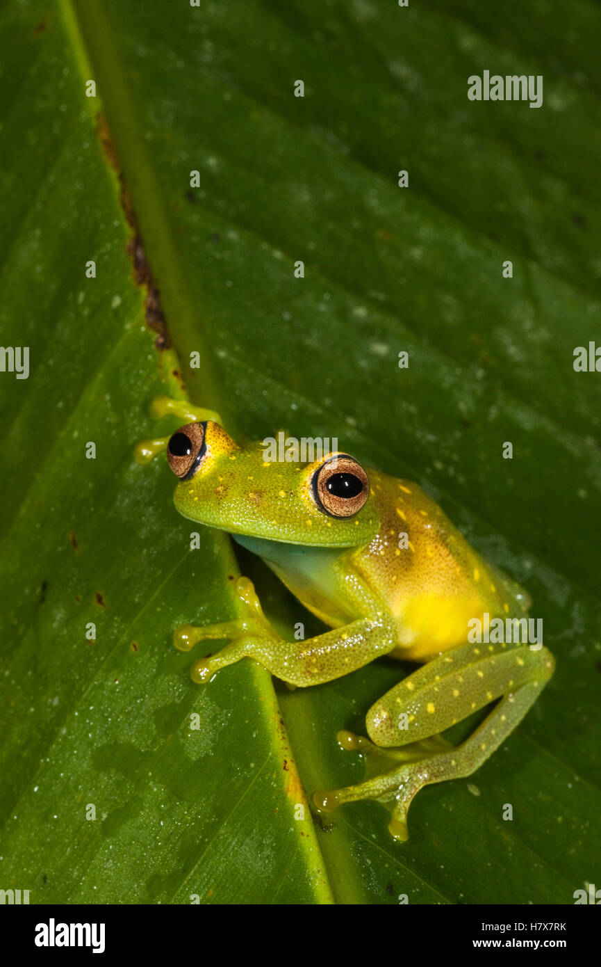 Tree Frog (Hypsiboas cinerascens), Napo River, Yasuni National Park