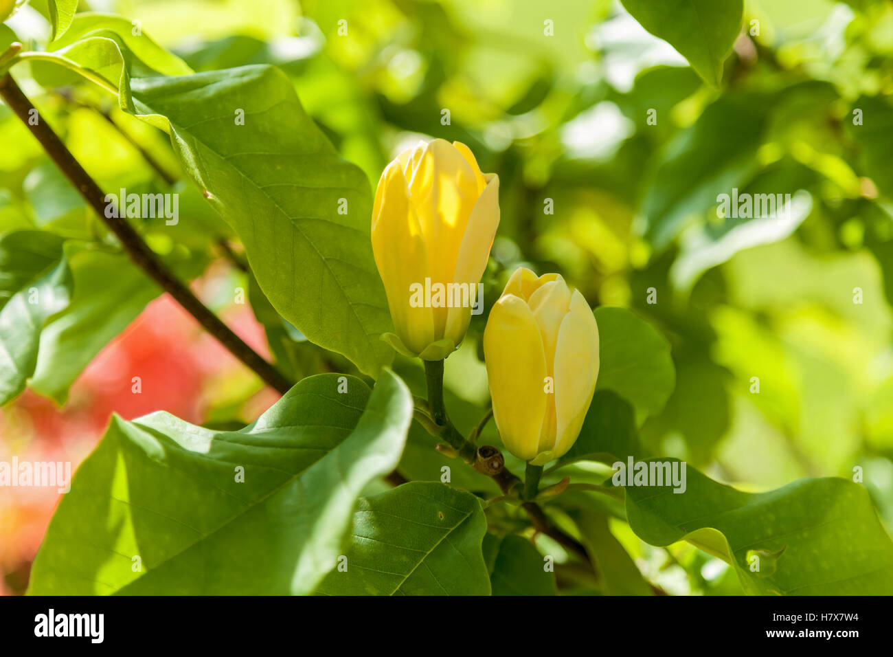 Yellow Magnolia High Resolution Stock Photography and Images - Alamy