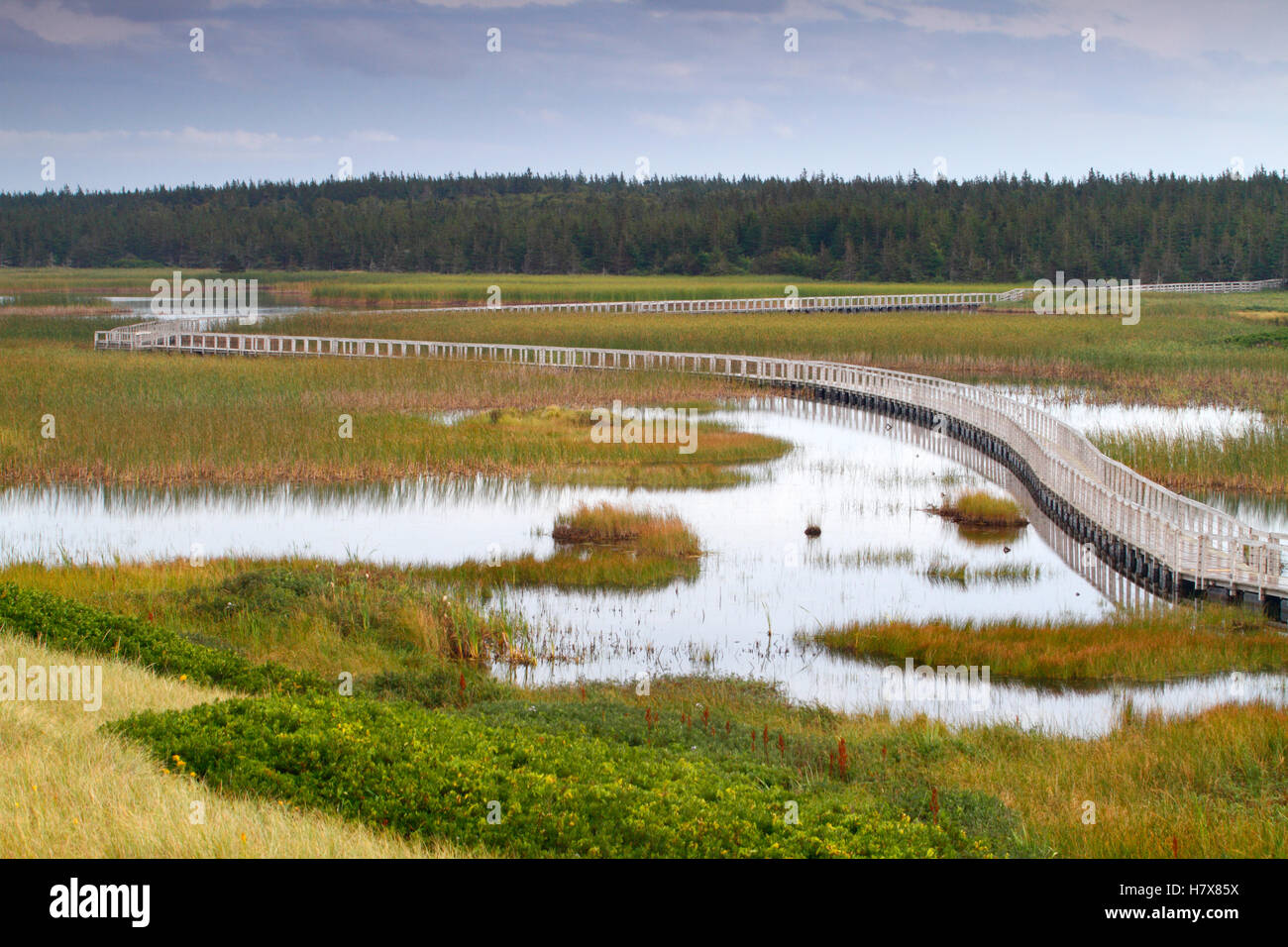 Boardwalk across wetland, Prince Edward Island, Canada Stock Photo Alamy