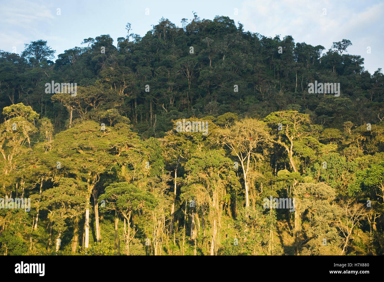 Montane rainforest, eastern Andes, Peru Stock Photo