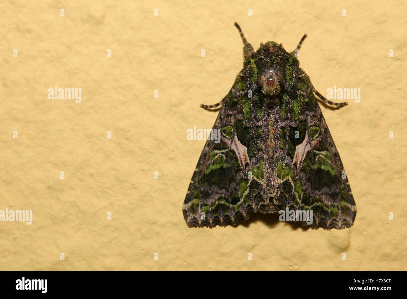 Orache Moth (Trachea atriplicis) sitting on the wall. Stock Photo
