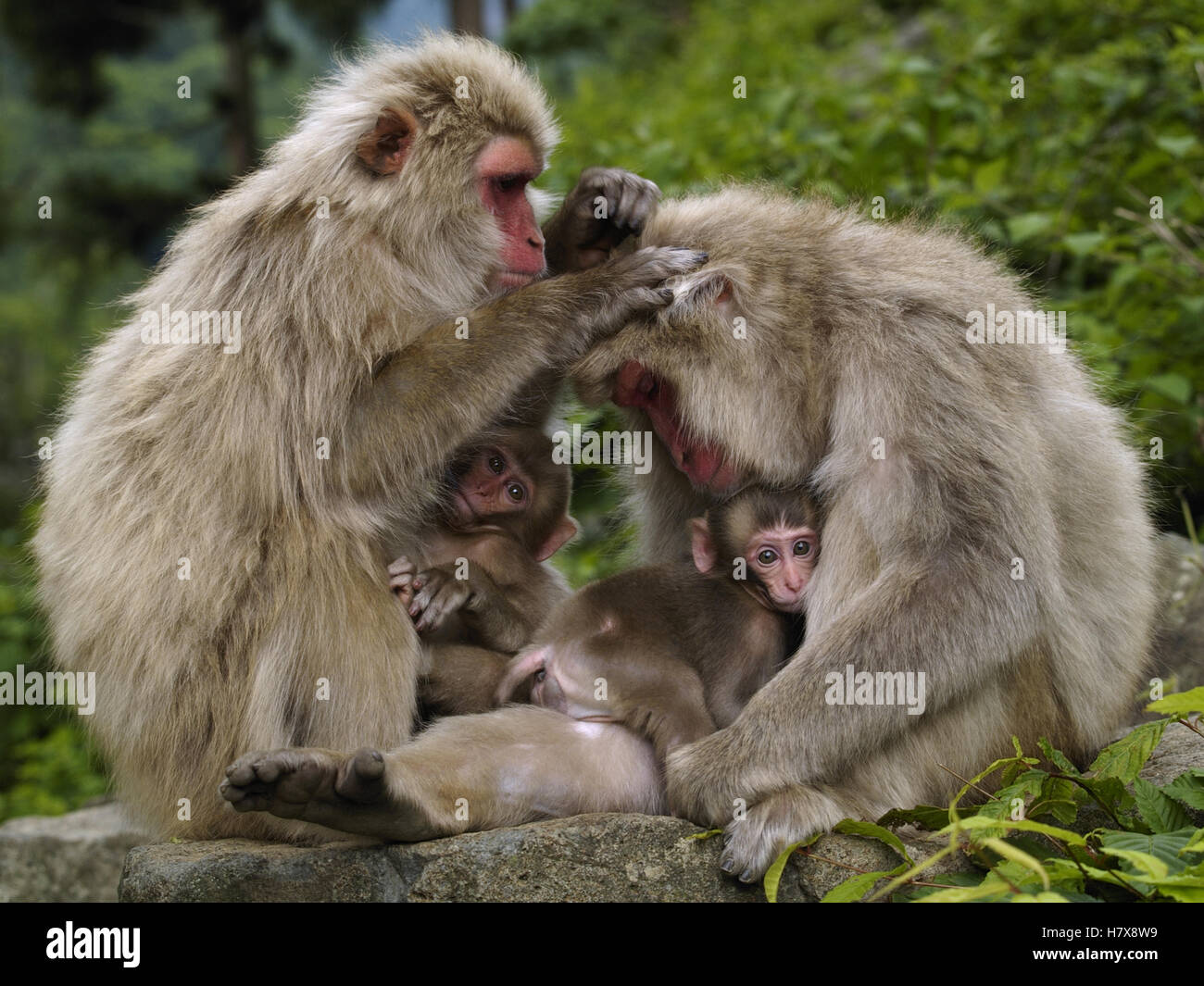 Japanese Macaque (Macaca fuscata) mothers grooming eachother ...