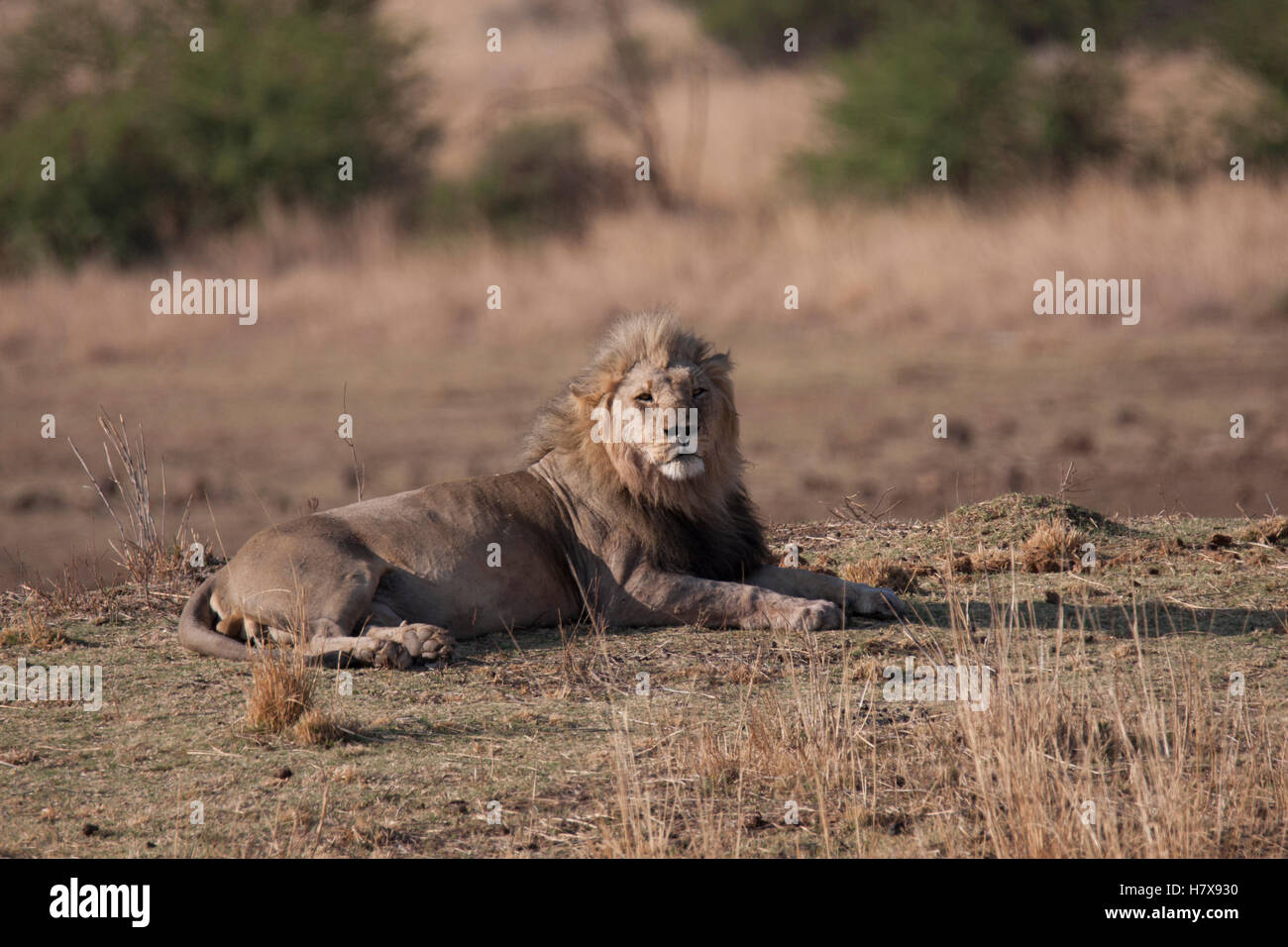 Lion lazing in morning sun head facing camera Stock Photo - Alamy