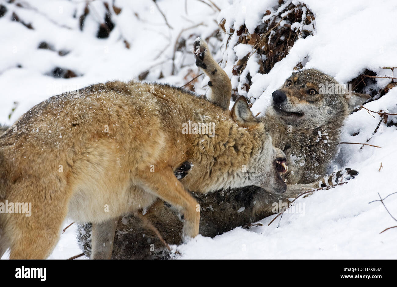 Wolf Submitting Wolf Showing Submission | Body language of wolves – BFEENA