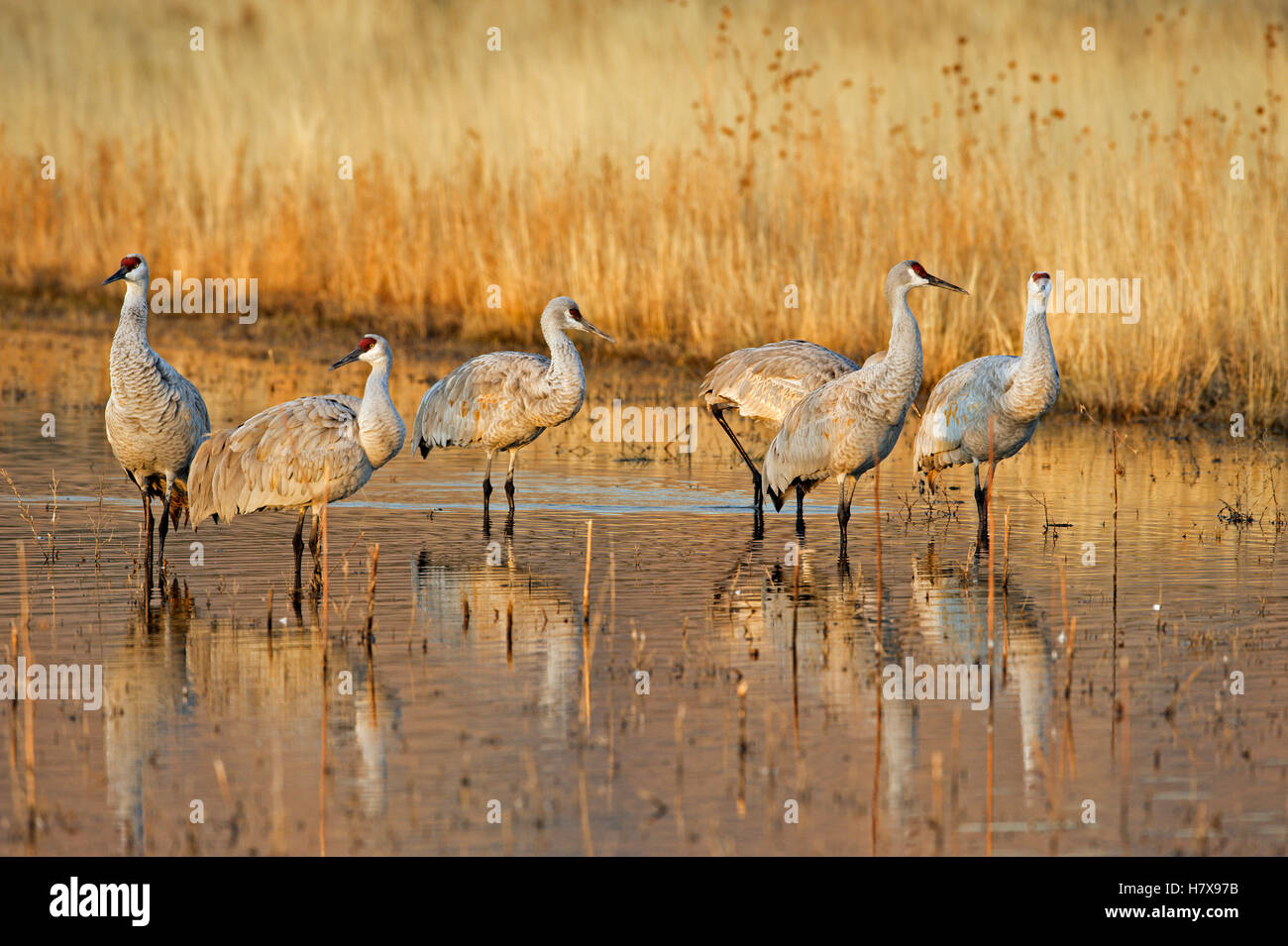 Sandhill Crane (Grus canadensis) group in pond, Bosque del Apache