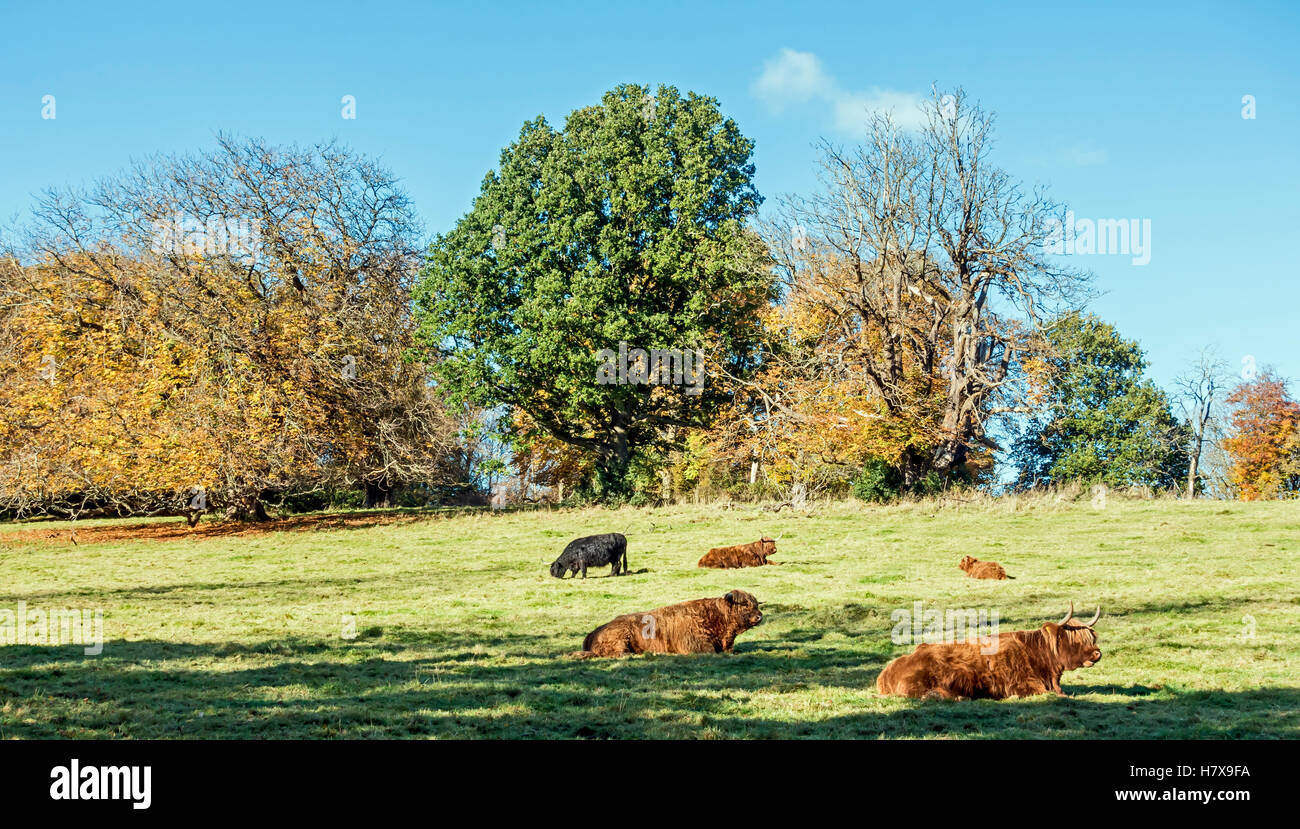 Autumn in Pollok Park Glasgow Scotland with highland cattle resting in the sun Stock Photo