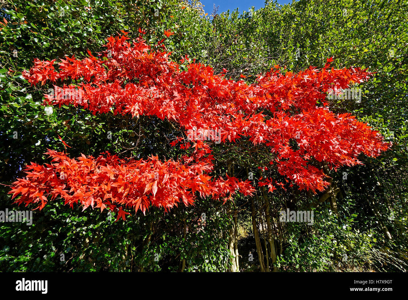 Autumn in Pollok Park Glasgow Scotland with Japanese Maple flower in the Pollok House walled garden Stock Photo