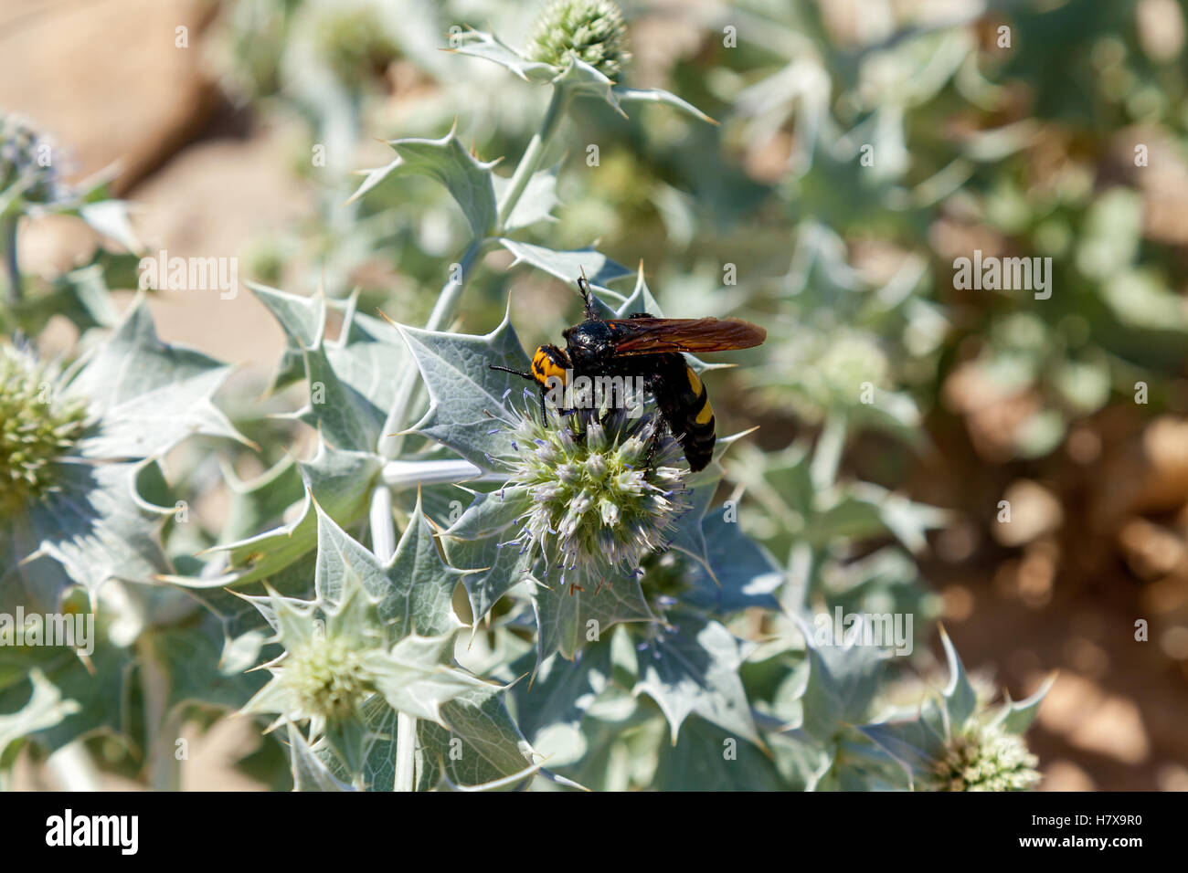 Large wasp collects pollen on white flowers,Scoliid wasp Stock Photo