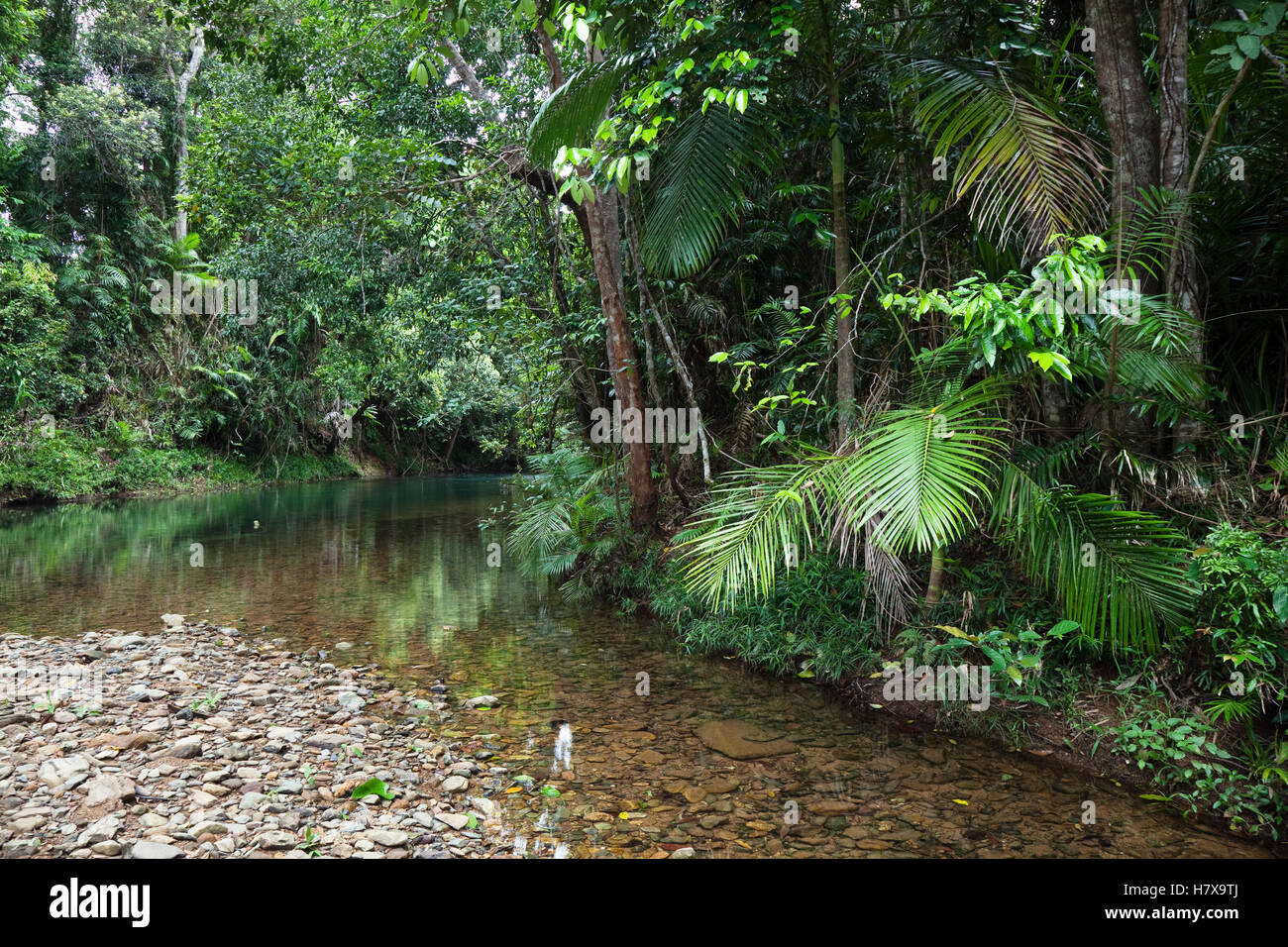 Creek in rainforest, Hutchinson Creek, Daintree National Park, North Queensland, Queensland, Australia Stock Photo