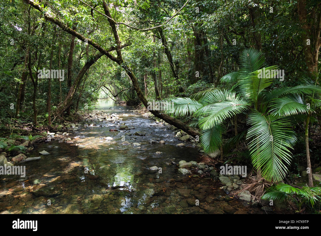 Oliver Creek in rainforest, Daintree National Park, North Queensland