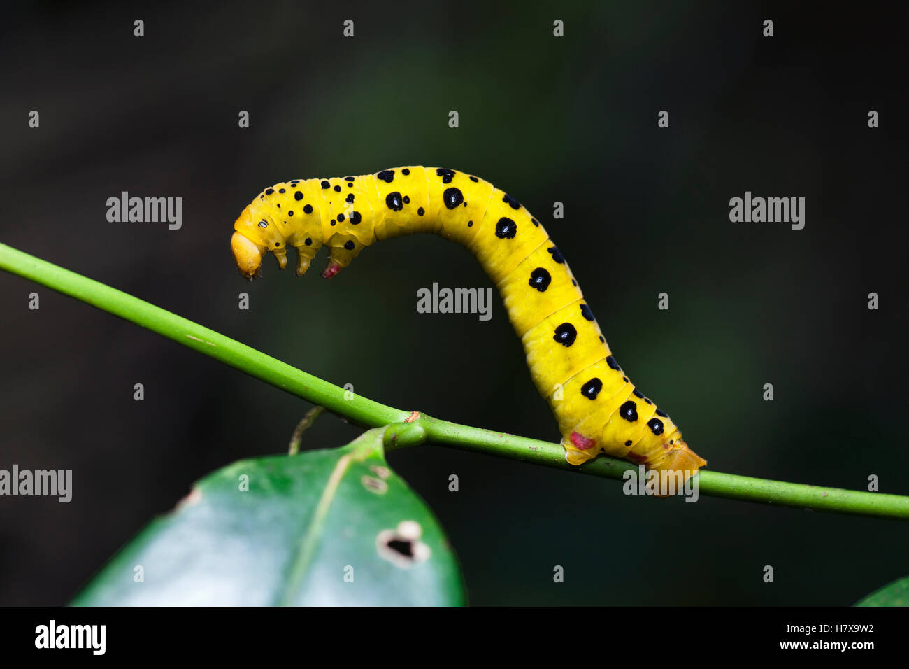 Peacock Jewel Moth (Dysphania numana) caterpillar, Daintree National ...