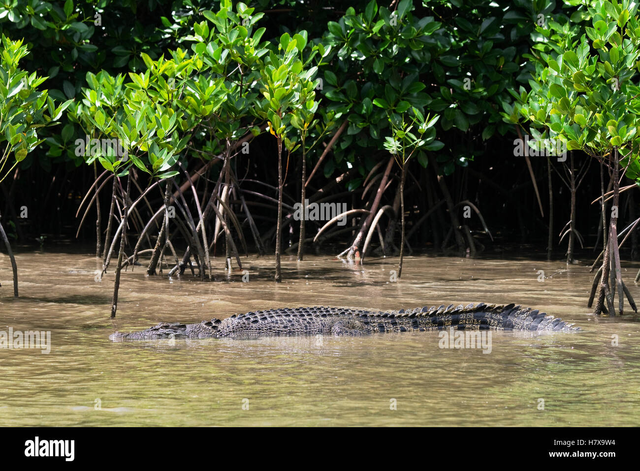 Saltwater Crocodile (Crocodylus porosus) in mangroves, Daintree ...
