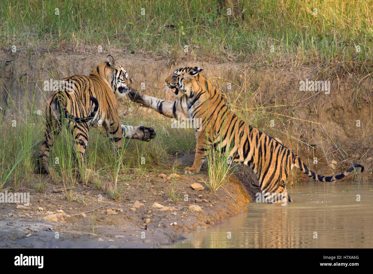 Bengal Tiger (Panthera tigris tigris) two year old cubs playing