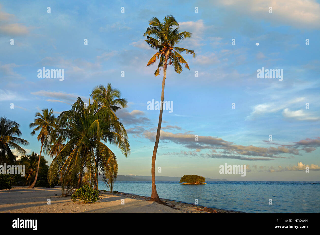 Coconut Palm (Cocos nucifera) trees on Pamilacan Island, Philippines