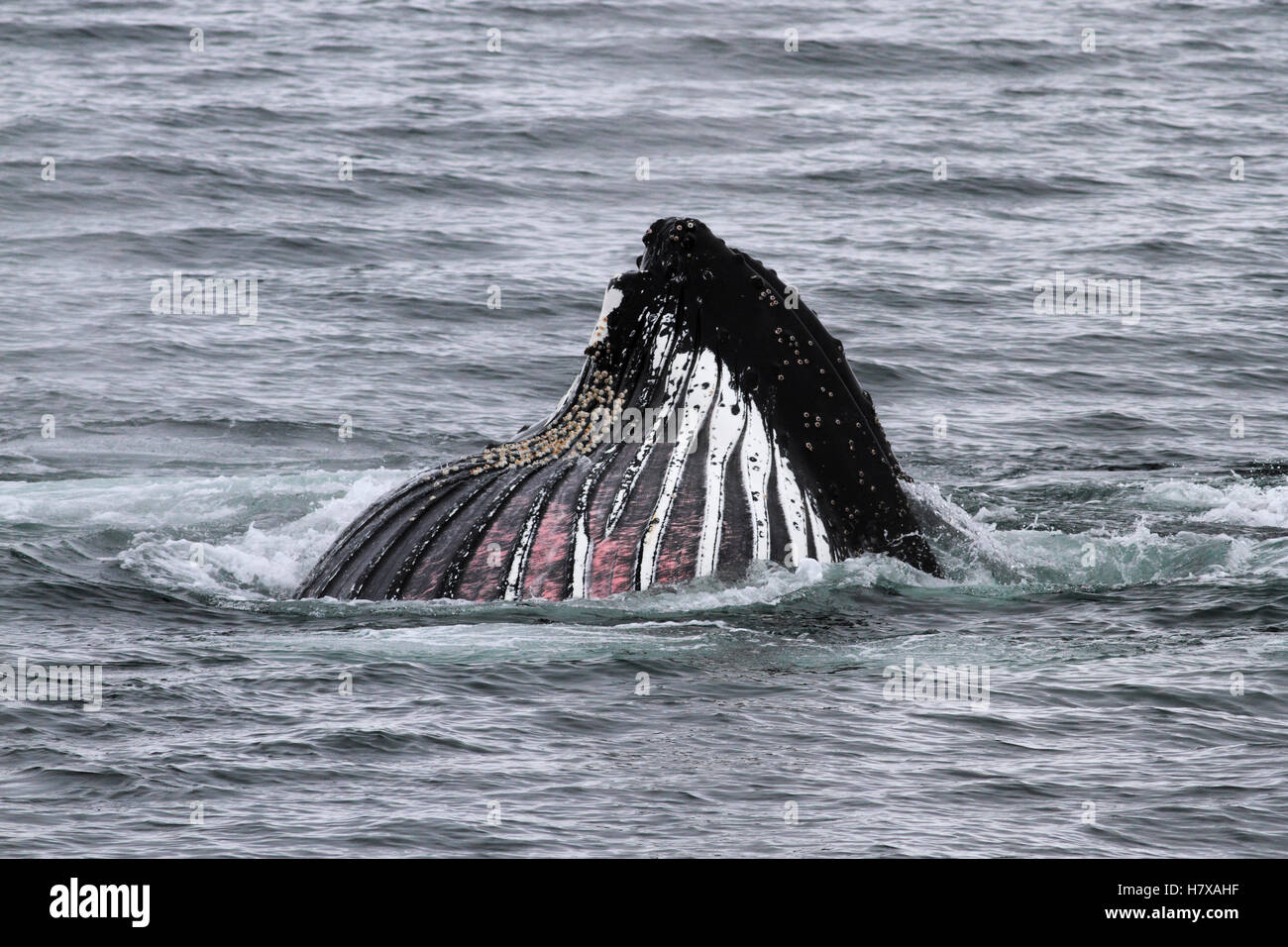 Humpback Whale (Megaptera novaeangliae) showing throat grooves while