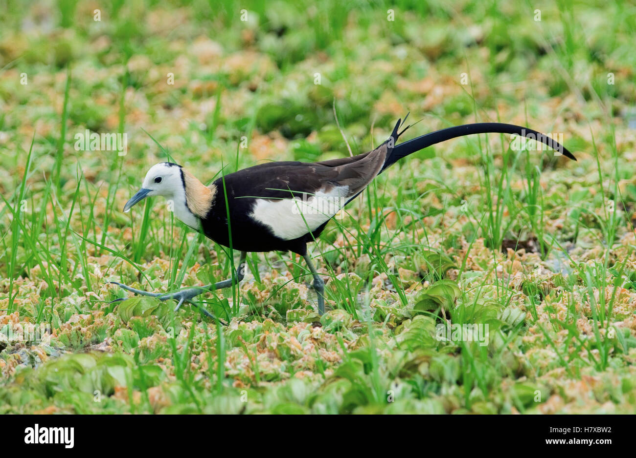 Pheasanttailed Jacana (Hydrophasianus chirurgus) in breeding plumage