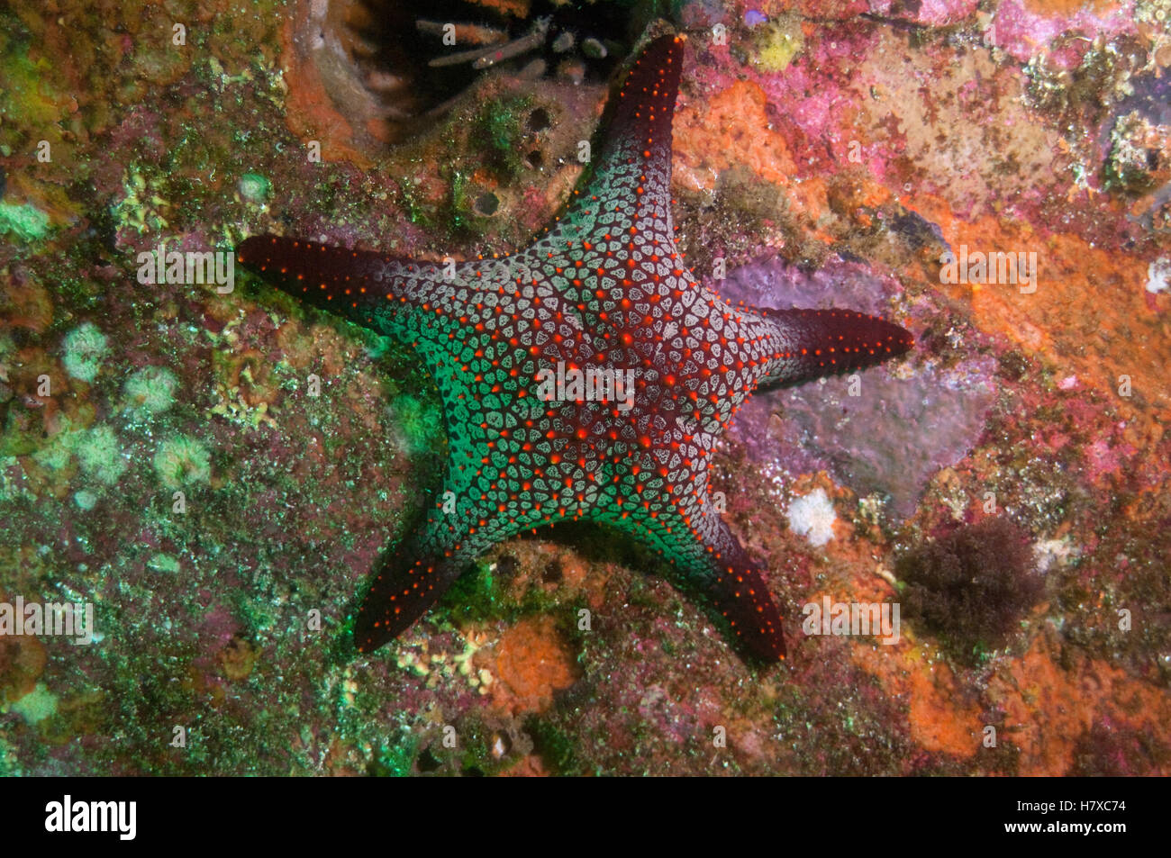 Cortez Starfish (Pentaceraster cumingi), Kicker Rock, Galapagos Islands, Ecuador Stock Photo