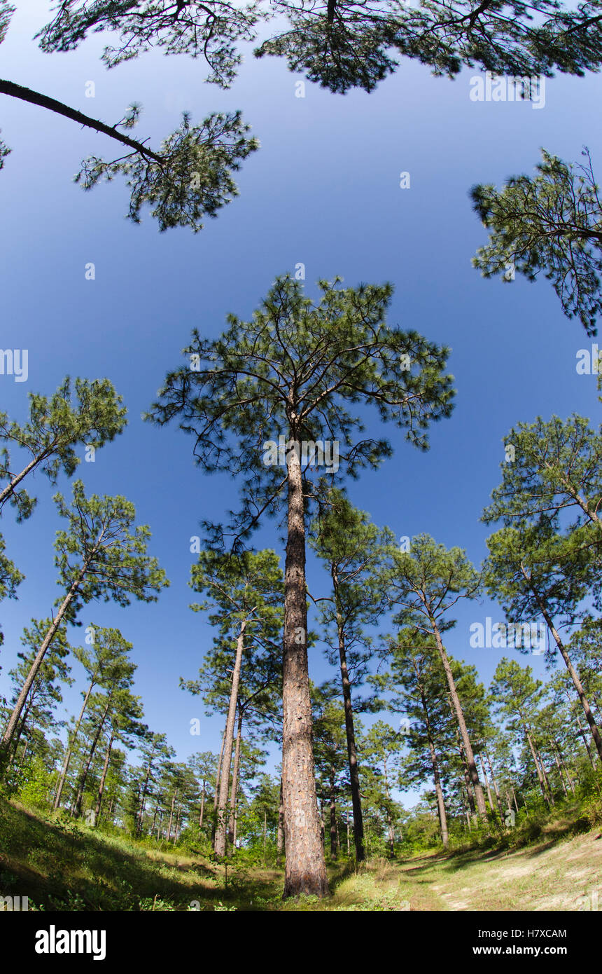 Longleaf Pine (Pinus palustris) forest, Stock Photo Alamy