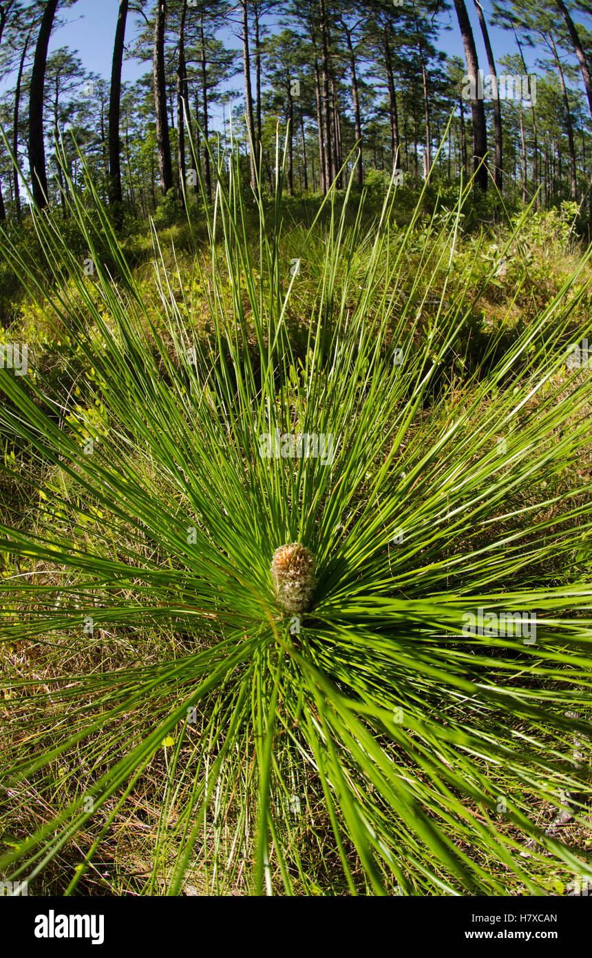 Longleaf Pine (Pinus palustris) seedling showing long needles,