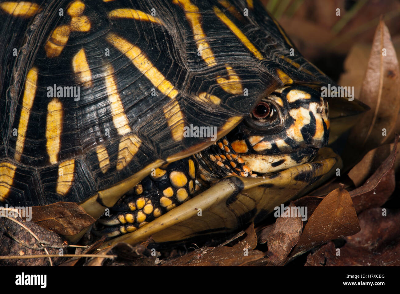 Eastern Box Turtle (Terrapene carolina) retreated in shell, native to ...