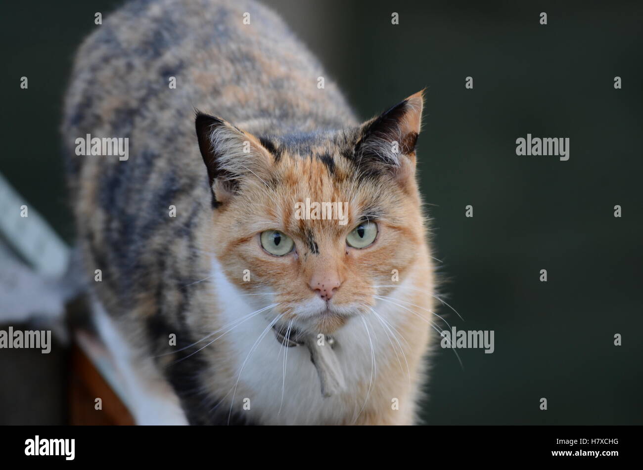 Domesticated cat Stock Photo Alamy