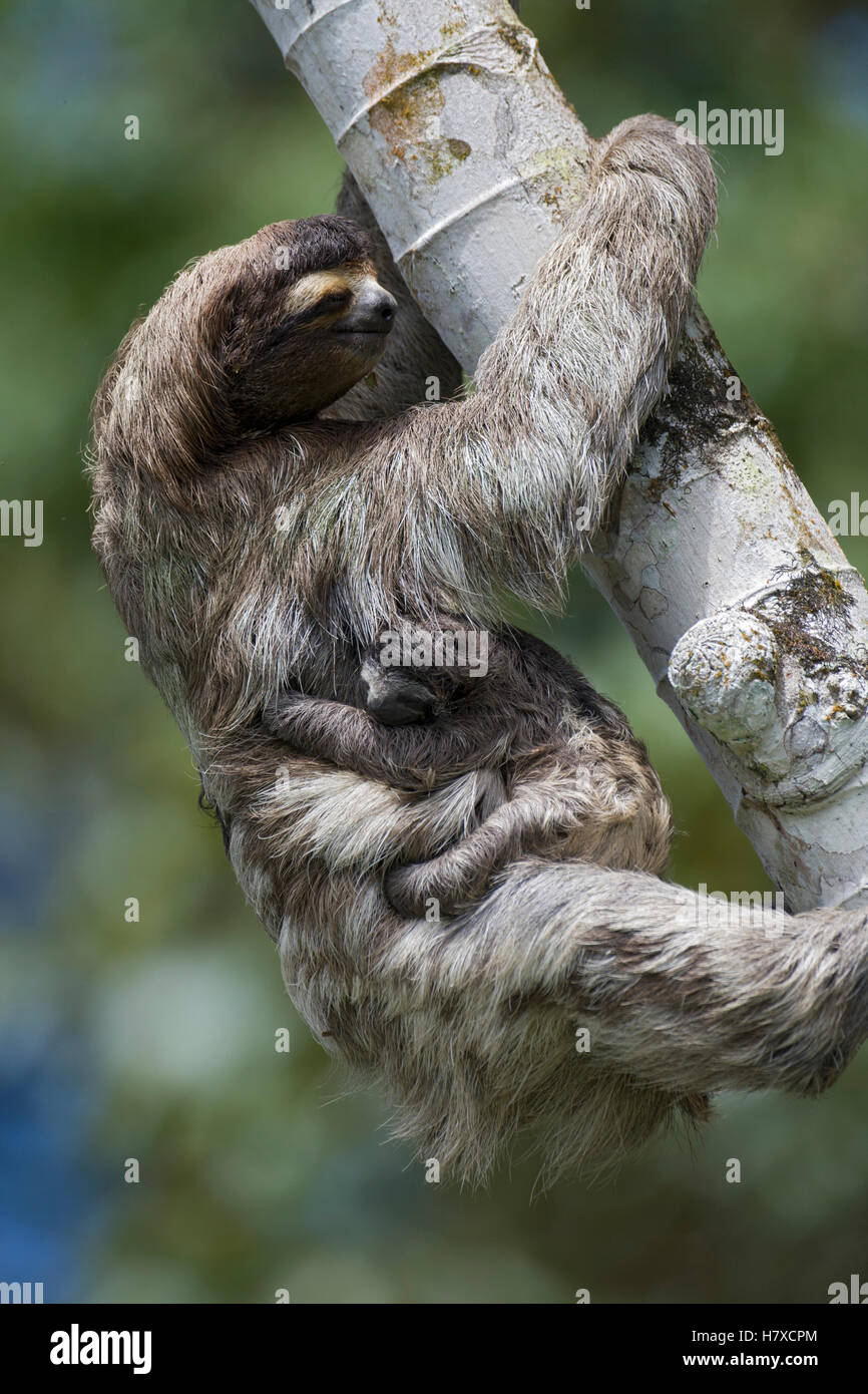 brown-throated-three-toed-sloth-bradypus-variegatus-mother-with