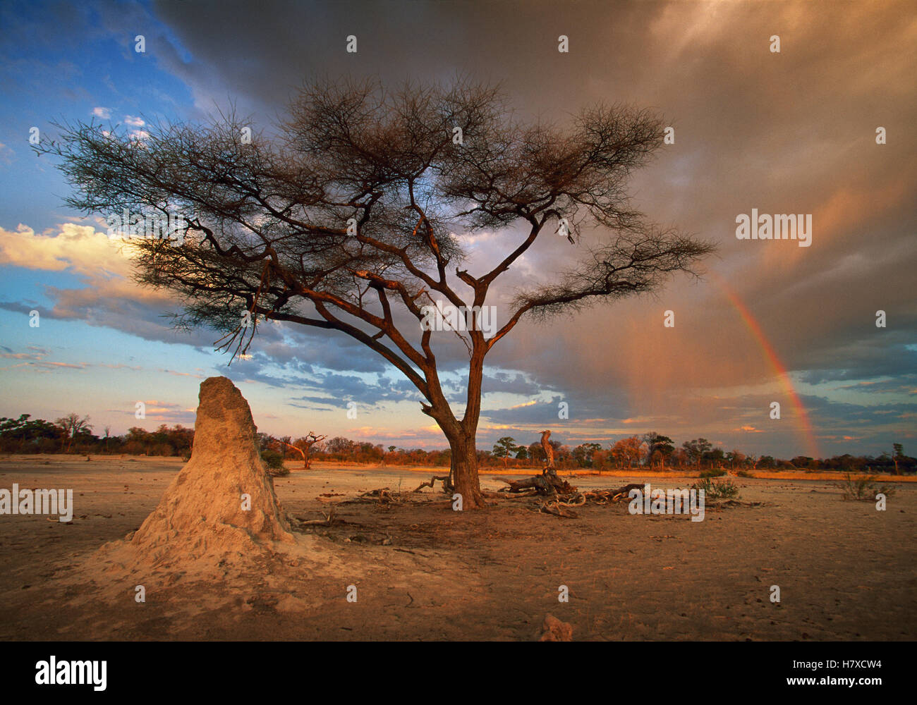 Acacia (Acacia sp) tree and termite mound with dust storm in background