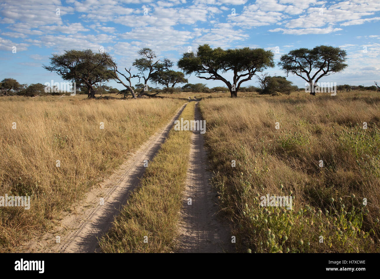Acacia (Acacia sp) trees near dirt road, Chobe National Park, Botswana