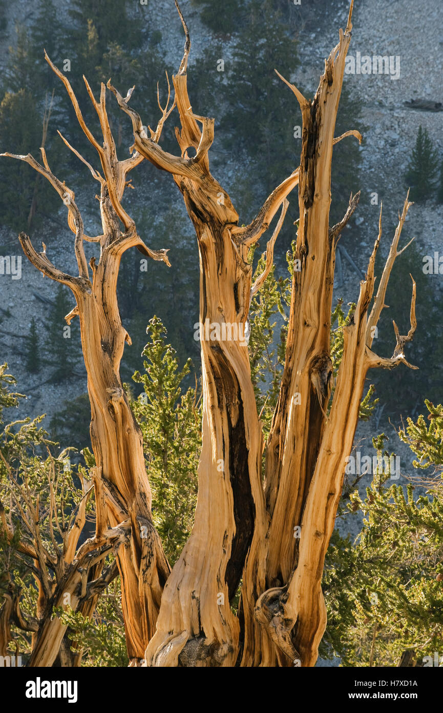 Great Basin Bristlecone Pine (Pinus longaeva), Patriarch Grove, White Mountains, California Stock Photo