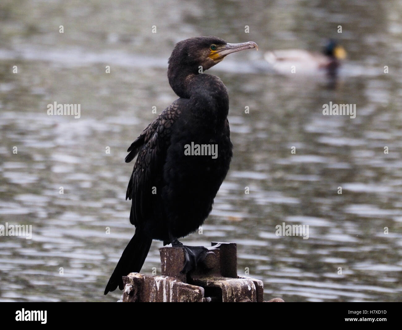 Sefton Park Liverpool.Cormorant pictured on the Boating Lake.The