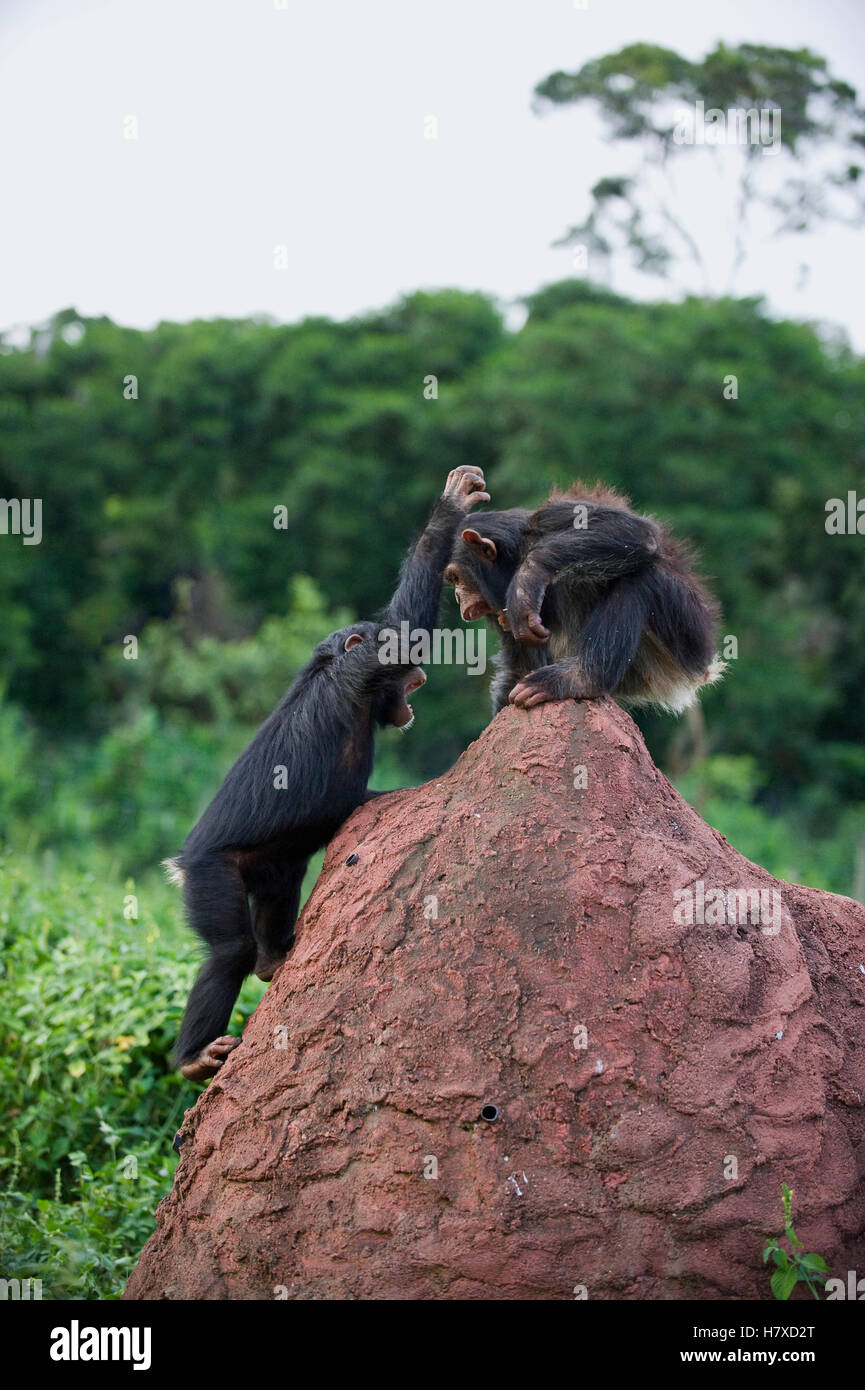 Chimpanzee (Pan troglodytes) rescued infants playing, Ngamba Island Chimpanzee Sanctuary, Uganda Stock Photo