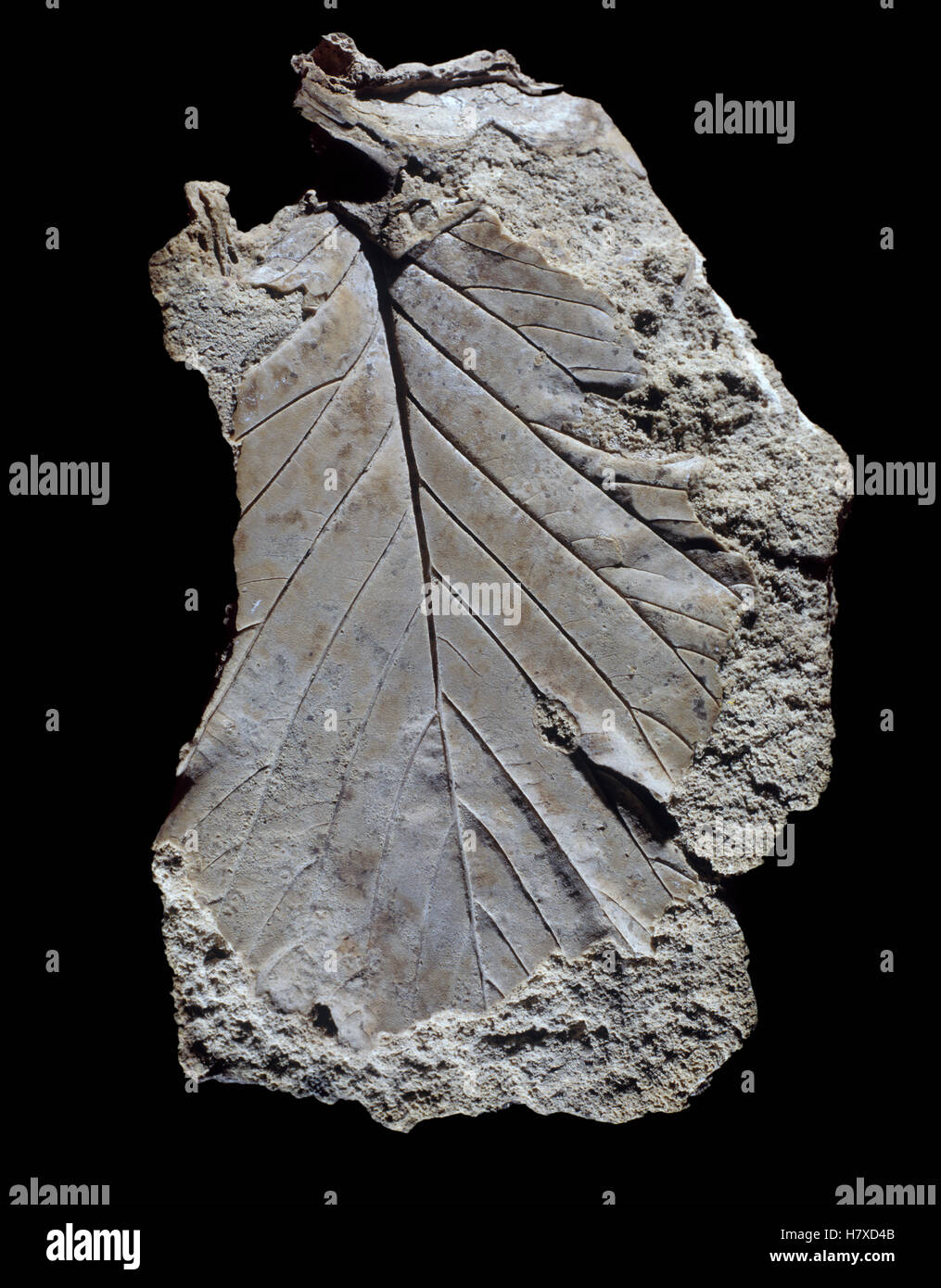 Leaf fossil, Spain Stock Photo Alamy