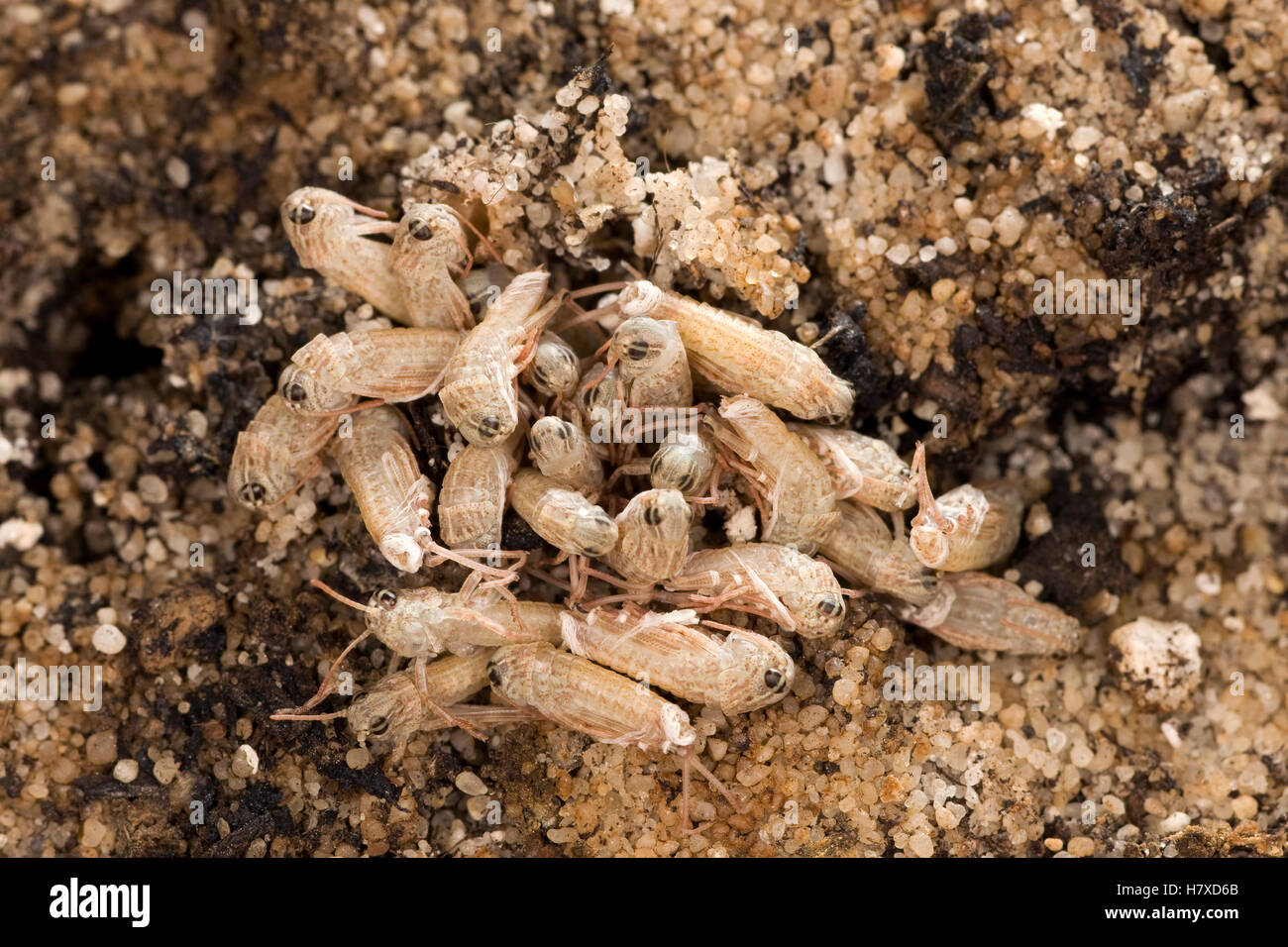 Egyptian Locust (Anacridium aegyptium) first instars hatching from earth, Africa Stock Photo Alamy