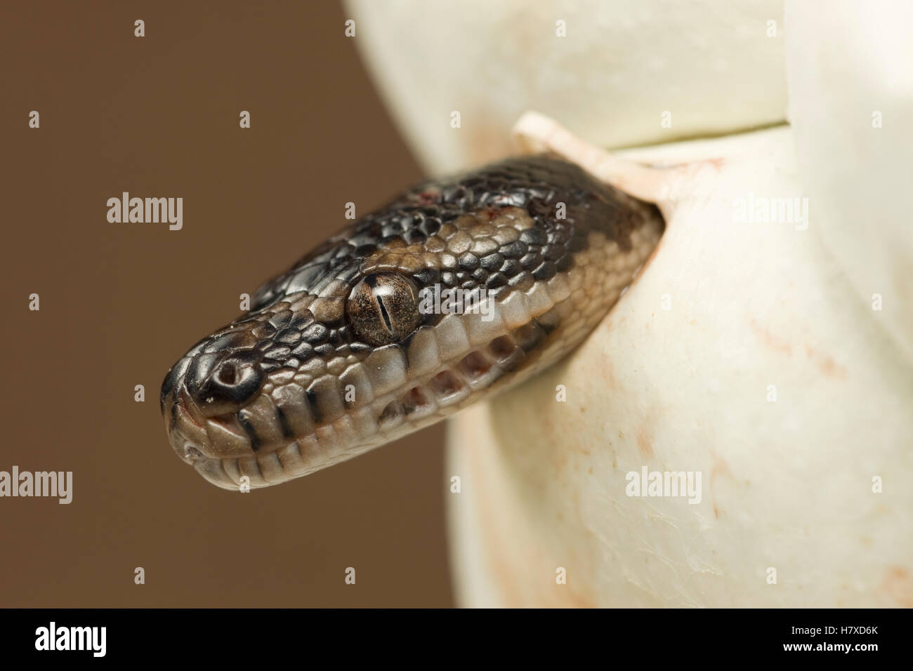 Carpet Python (Morelia spilota) hatching from egg, Australia Stock
