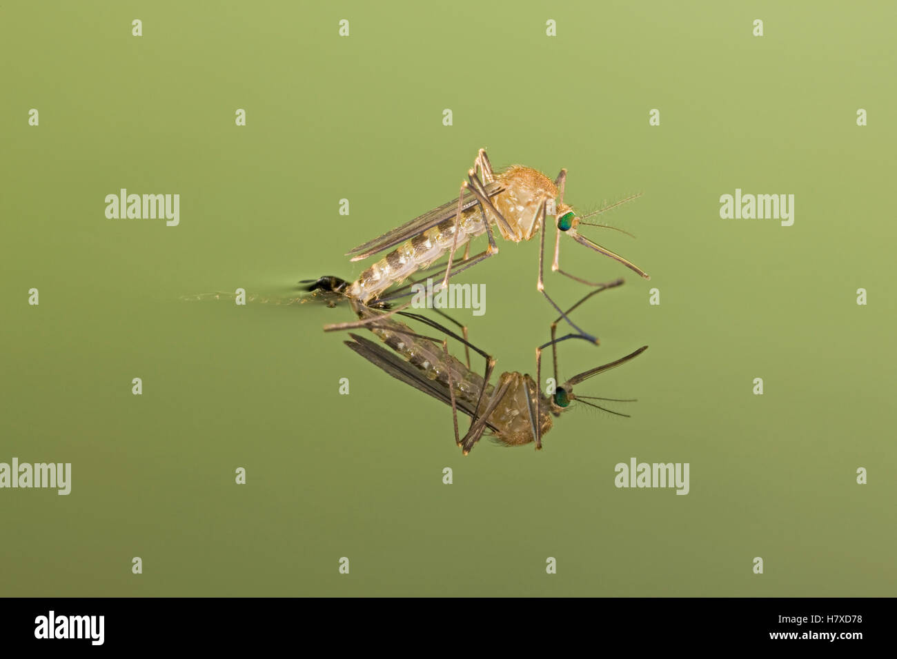 Mosquito (Culicidae) hatching from larval case, Germany Stock Photo