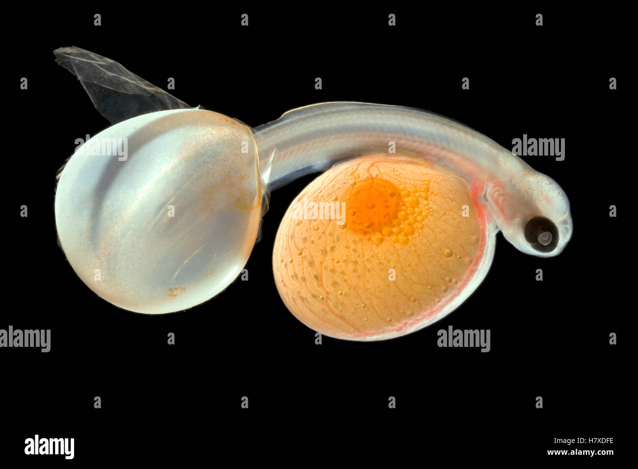 Brown Trout (Salmo trutta) alevin hatching from egg with full yolk sac