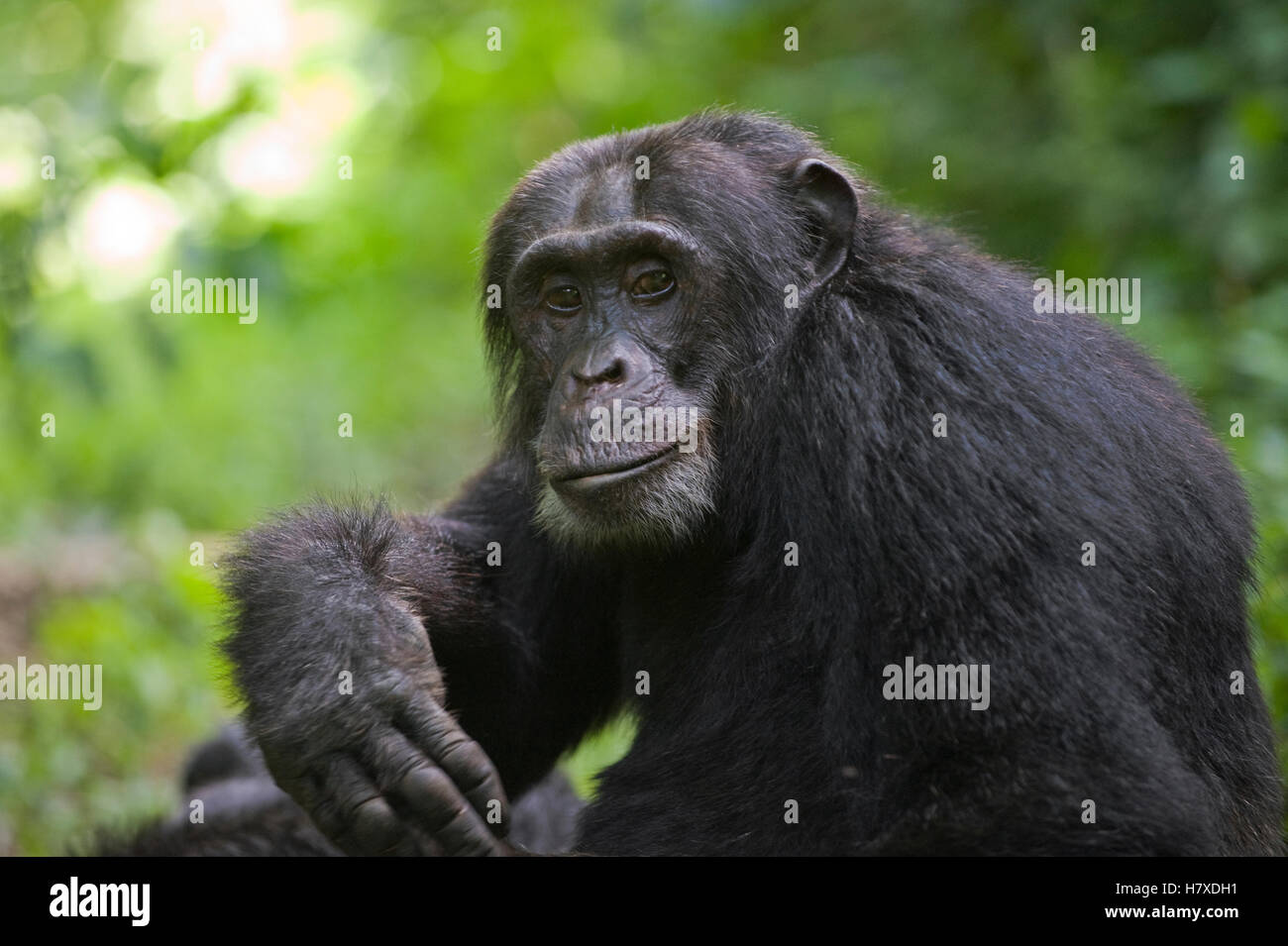 Chimpanzee (Pan troglodytes) alpha male, western Uganda Stock Photo