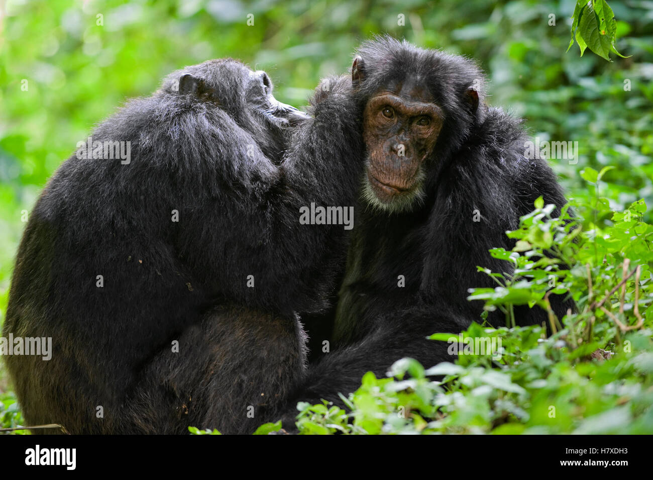 Chimpanzee (Pan troglodytes) alpha male being groomed by brother, western Uganda Stock Photo