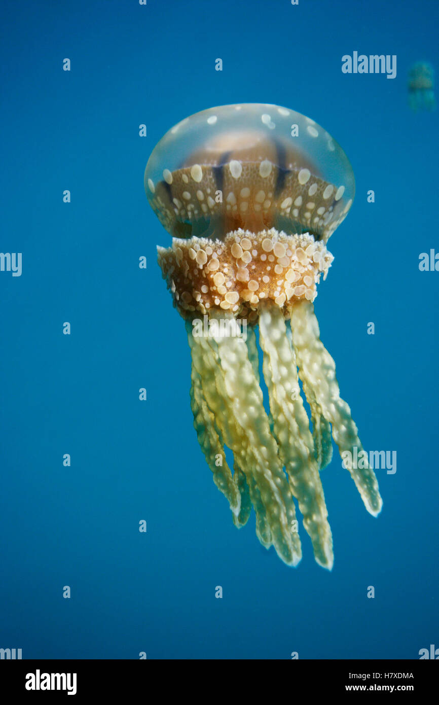 Papuan Jellyfish (Mastigias papua), Palau Stock Photo
