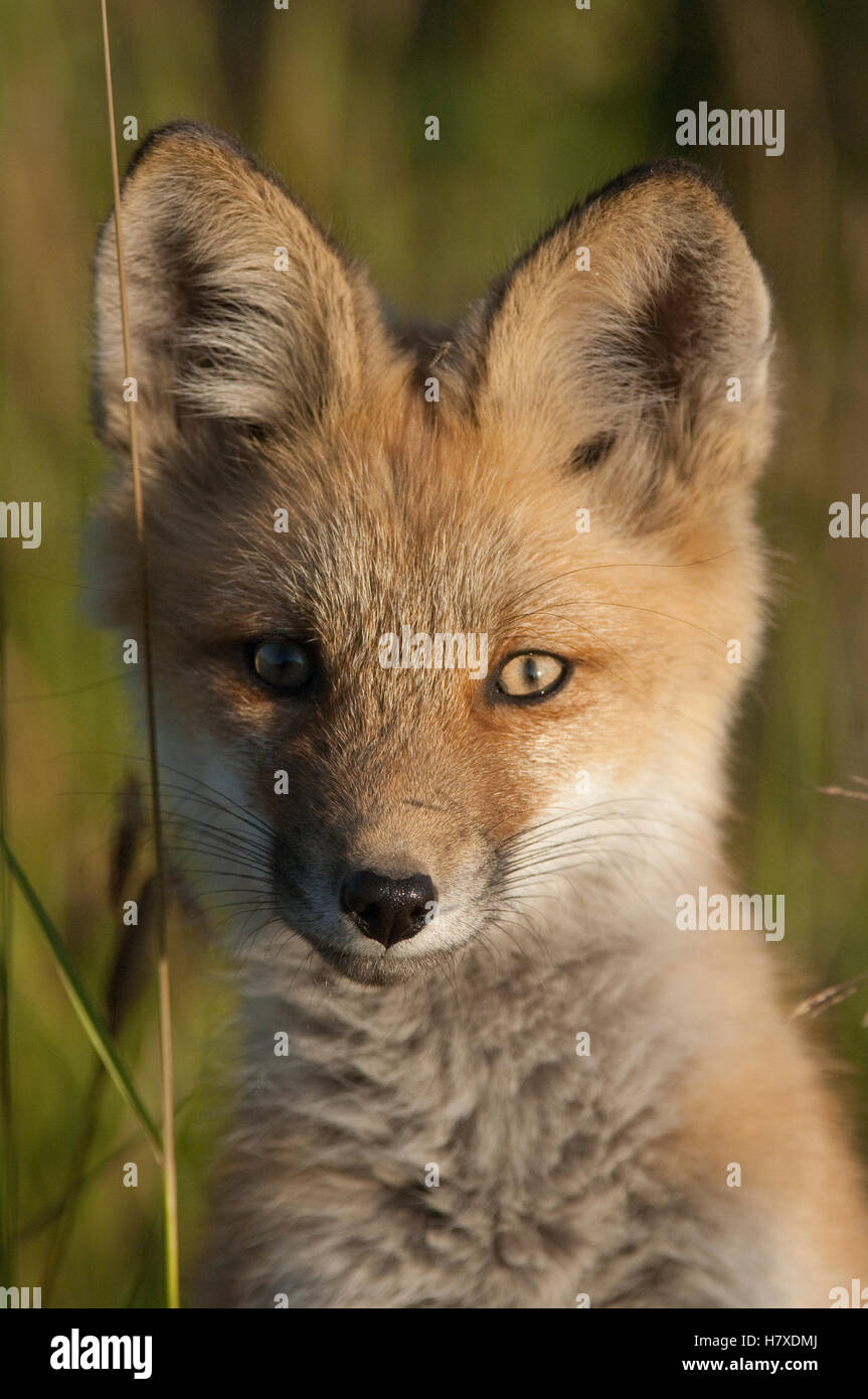 Red Fox (Vulpes vulpes) pup, Alaska Stock Photo - Alamy
