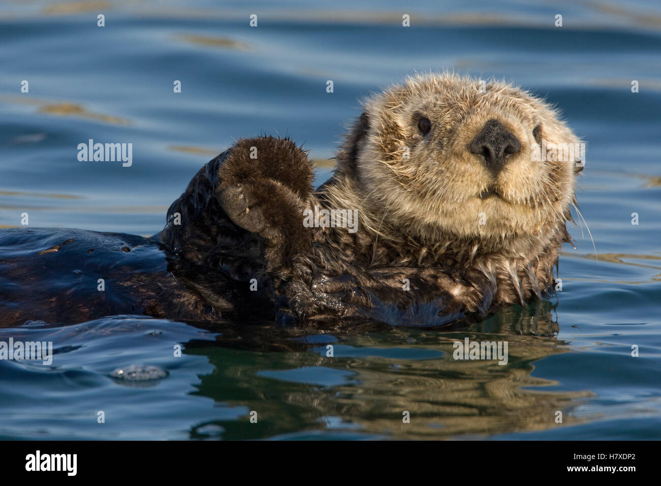 Sea Otter Enhydra Lutris Monterey Bay California Stock Photo Alamy